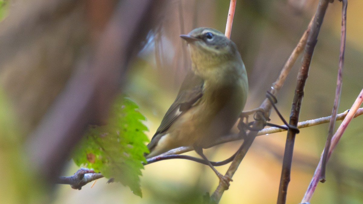 Black-throated Blue Warbler - ML642702951