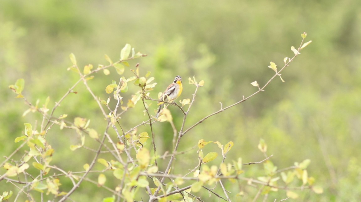 Somali Bunting - ML642702952