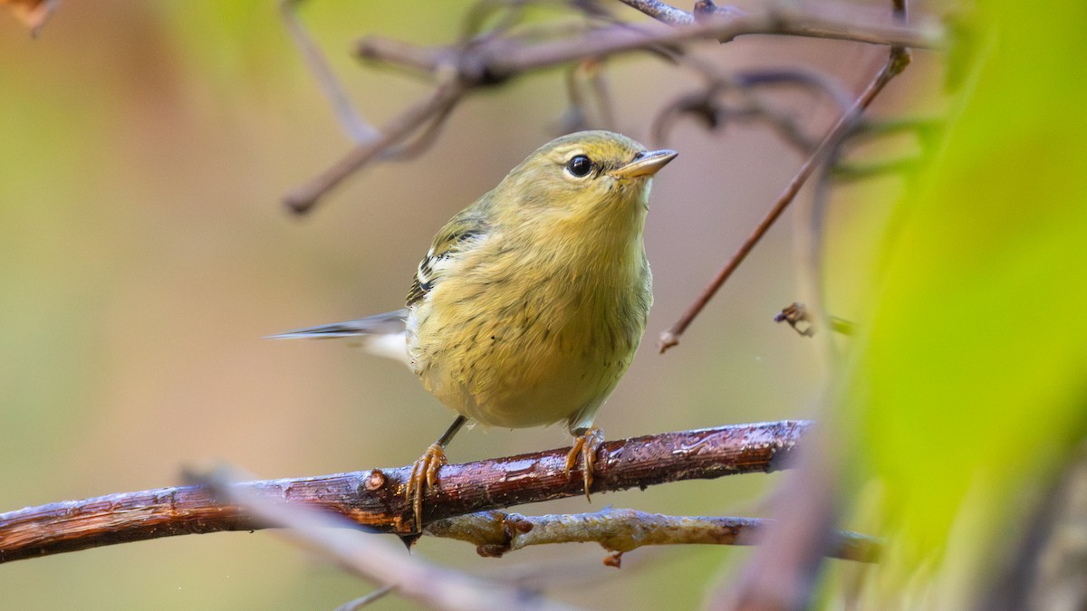 Blackpoll Warbler - ML642702954