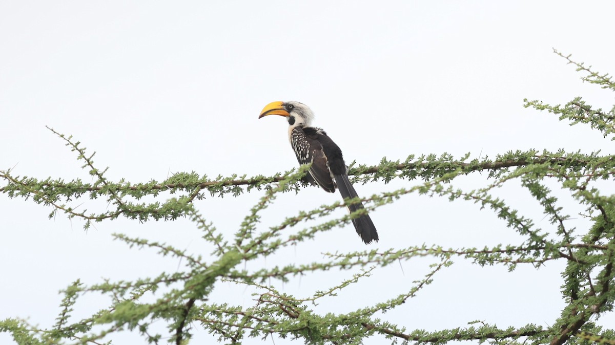 Eastern Yellow-billed Hornbill - ML642702956