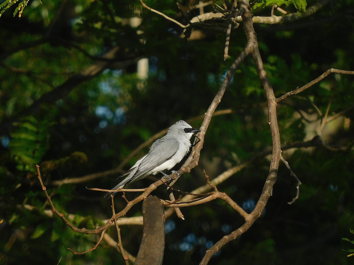 White-bellied Cuckooshrike - ML642702957