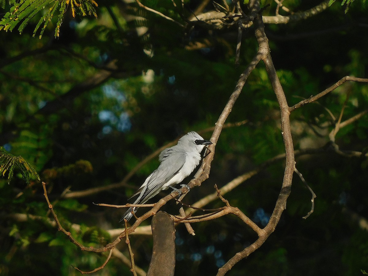 White-bellied Cuckooshrike - ML642702958
