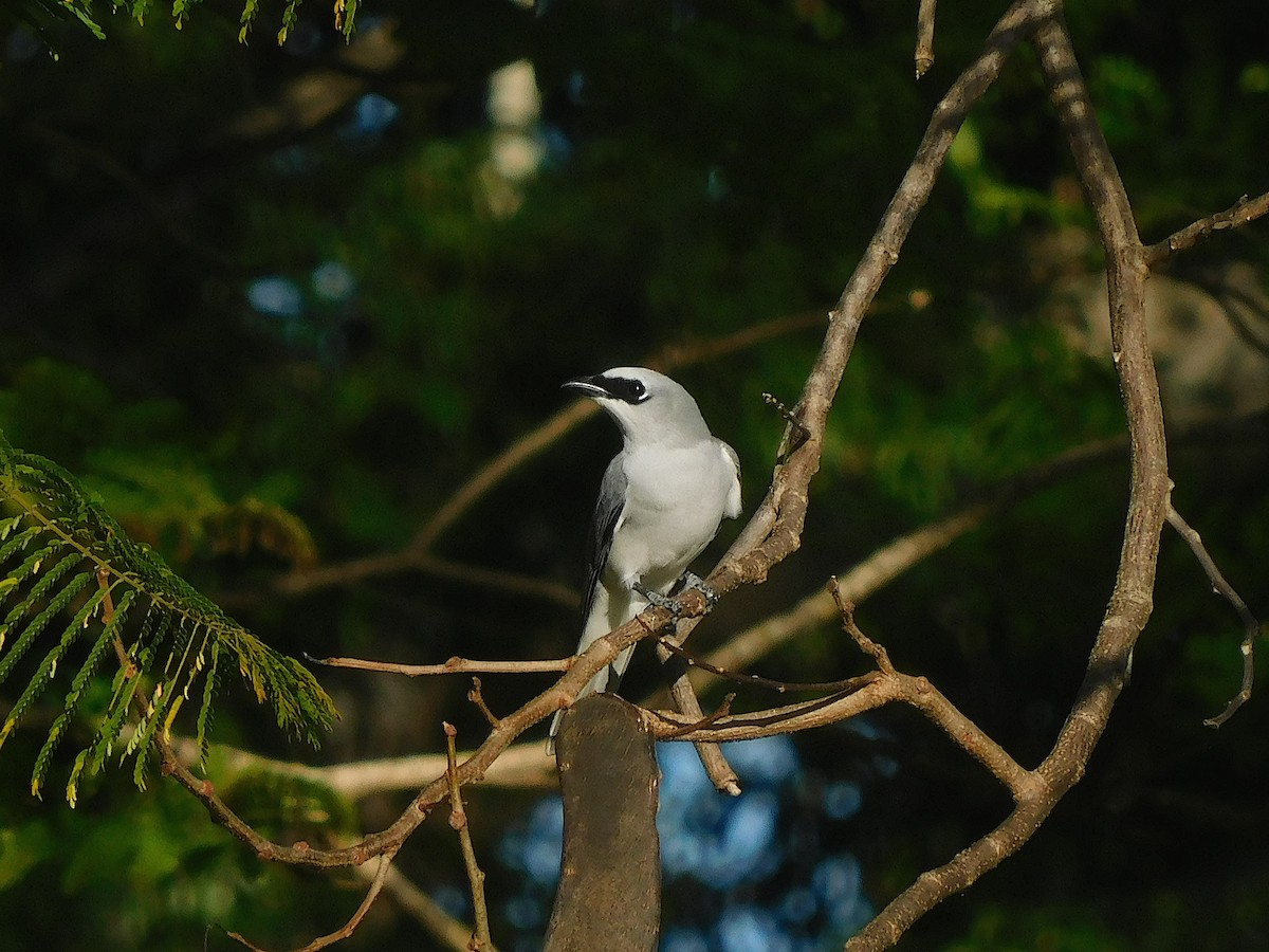 White-bellied Cuckooshrike - ML642702959