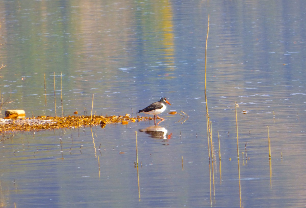 Eurasian Oystercatcher - ML642702960