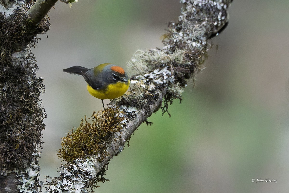 Brown-capped Redstart - ML642702962