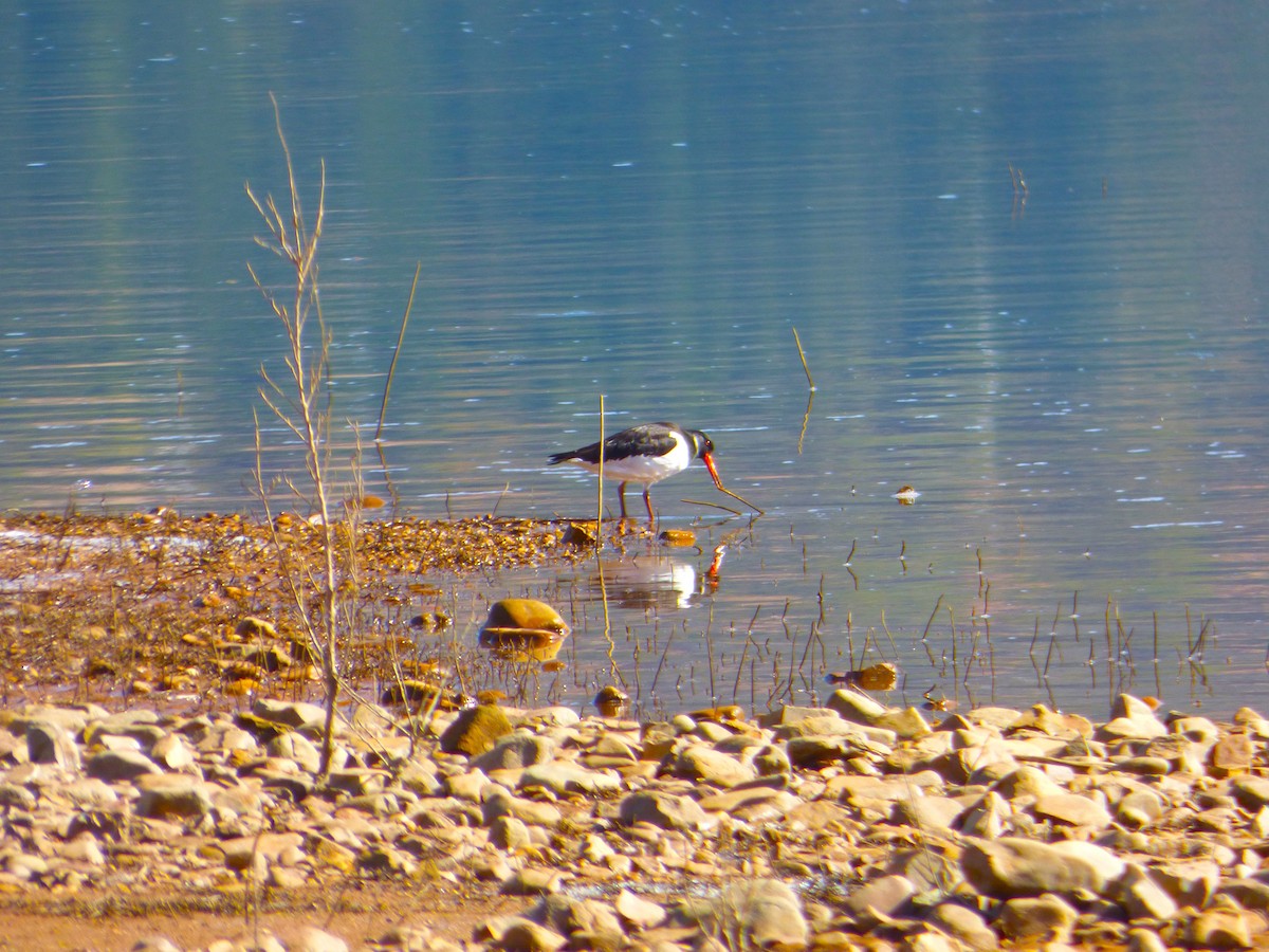 Eurasian Oystercatcher - ML642702963