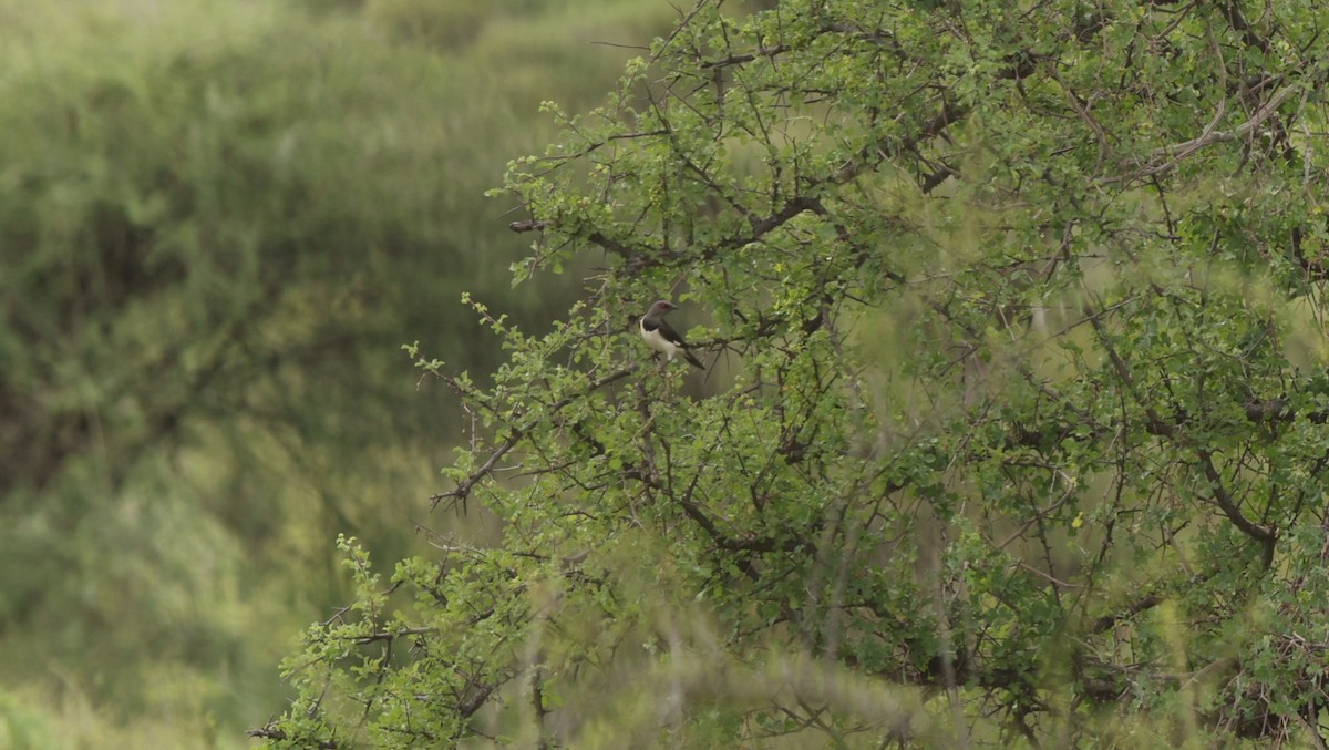 Magpie Starling - ML642702967