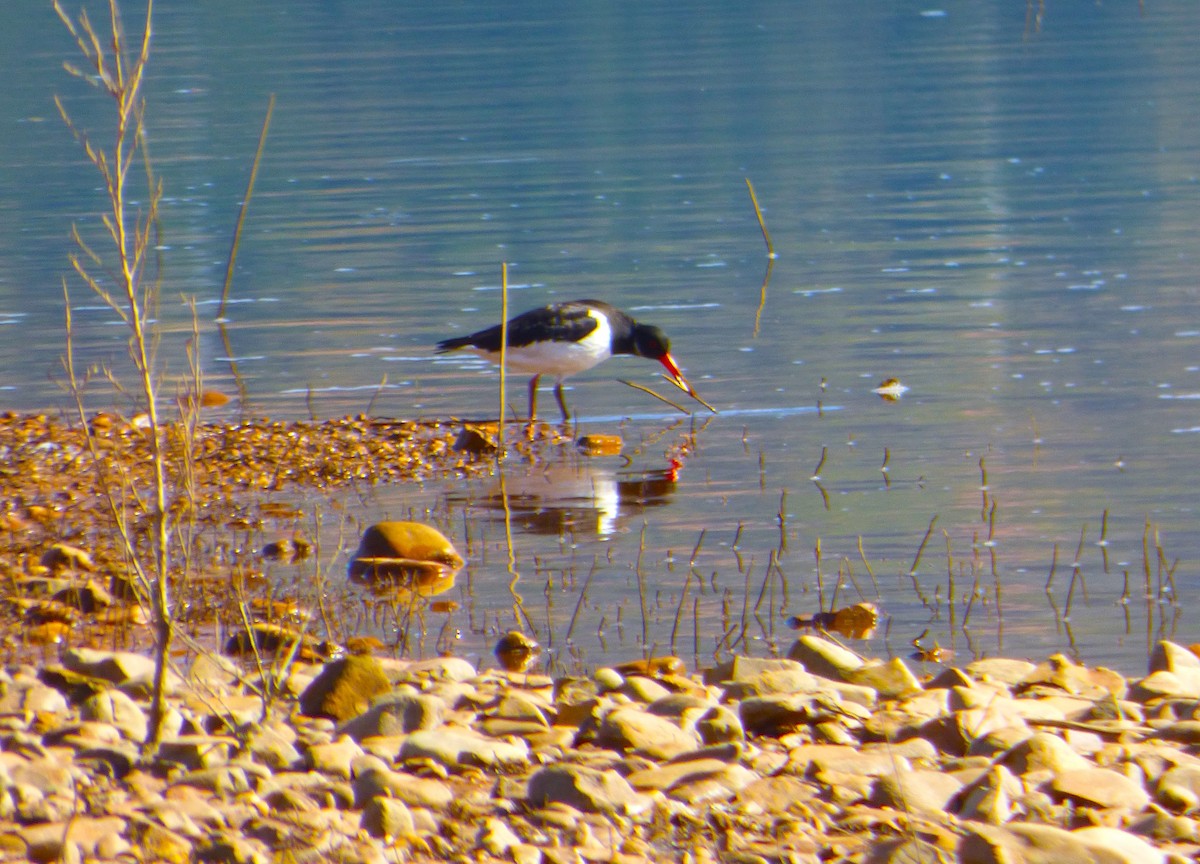 Eurasian Oystercatcher - ML642702968