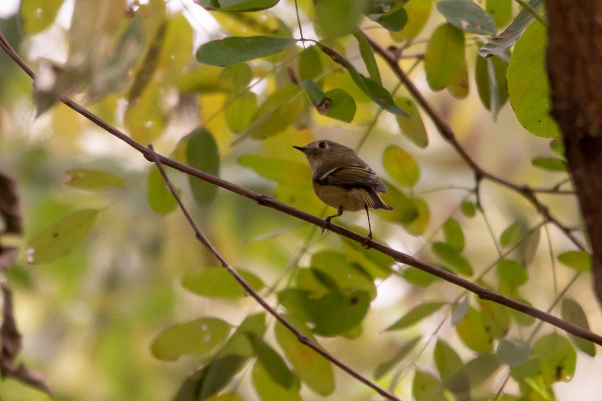 Ruby-crowned Kinglet - ML642702969