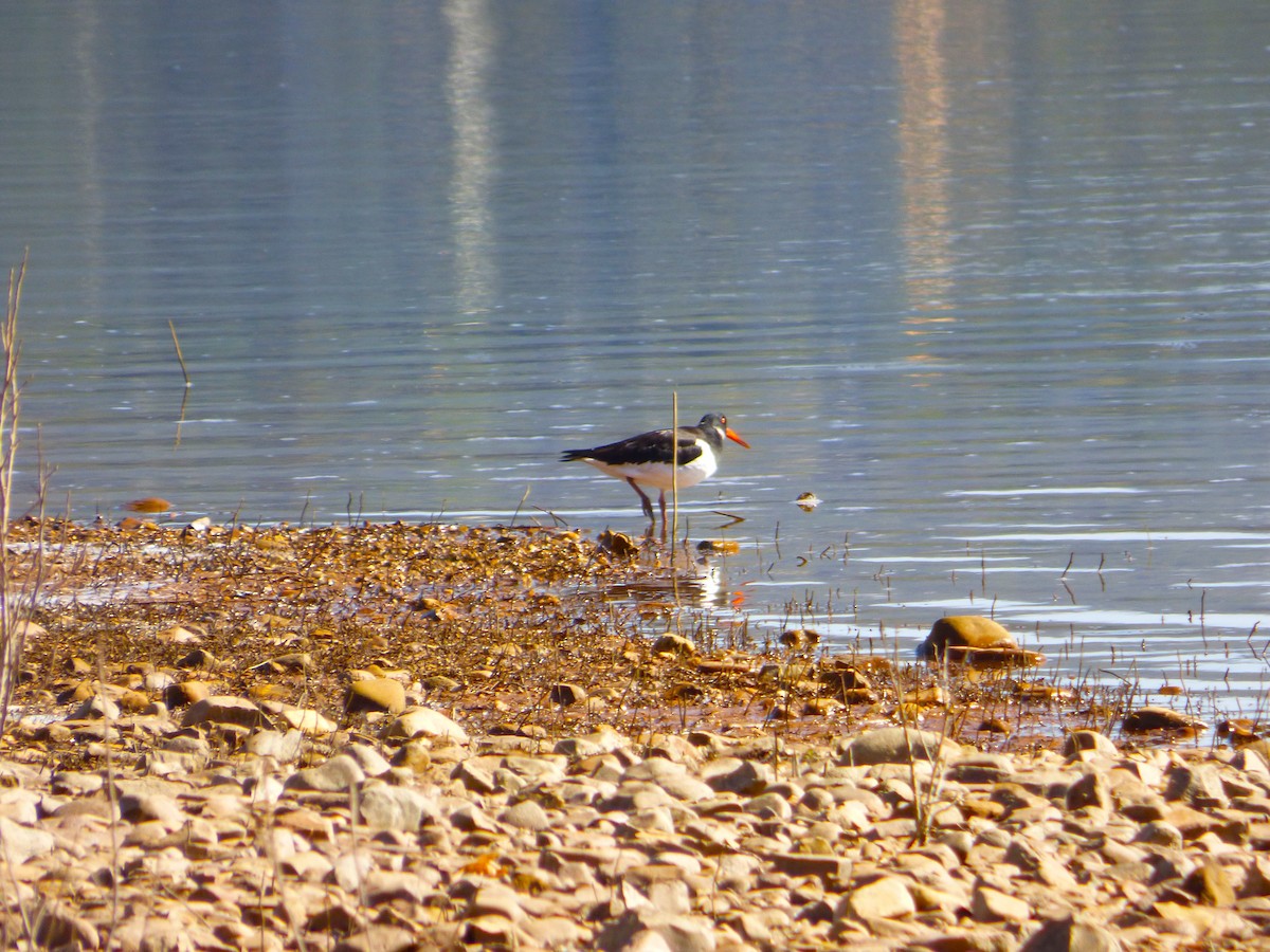 Eurasian Oystercatcher - ML642702970