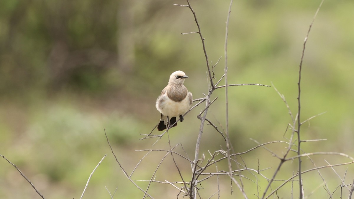 Fischer's Starling - ML642702971