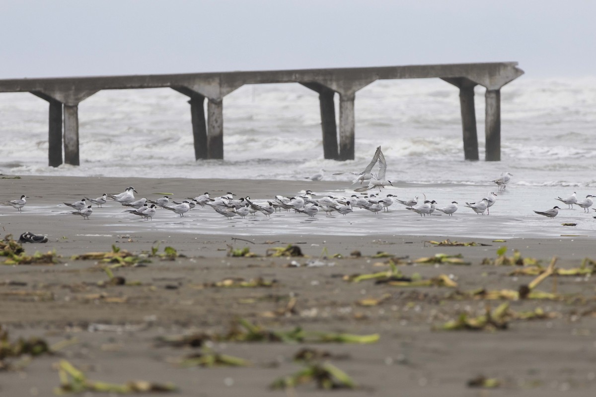 Sandwich Tern - ML642702974