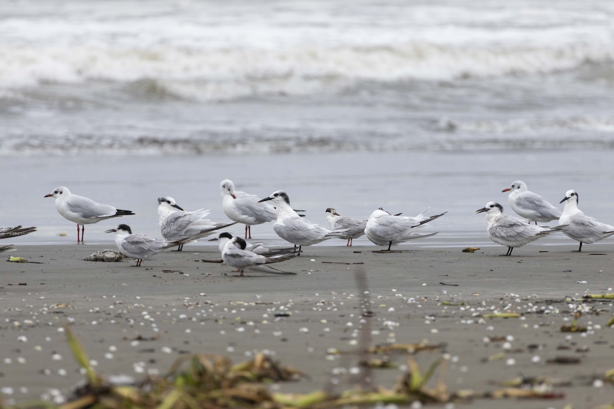 Sandwich Tern - ML642702975