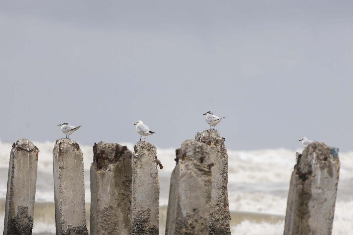 Sandwich Tern - ML642702976