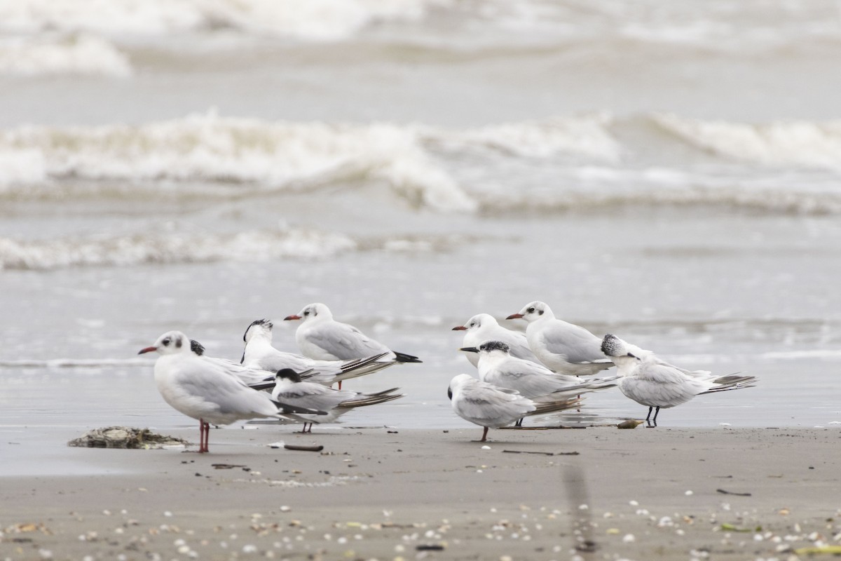 Sandwich Tern - ML642702977