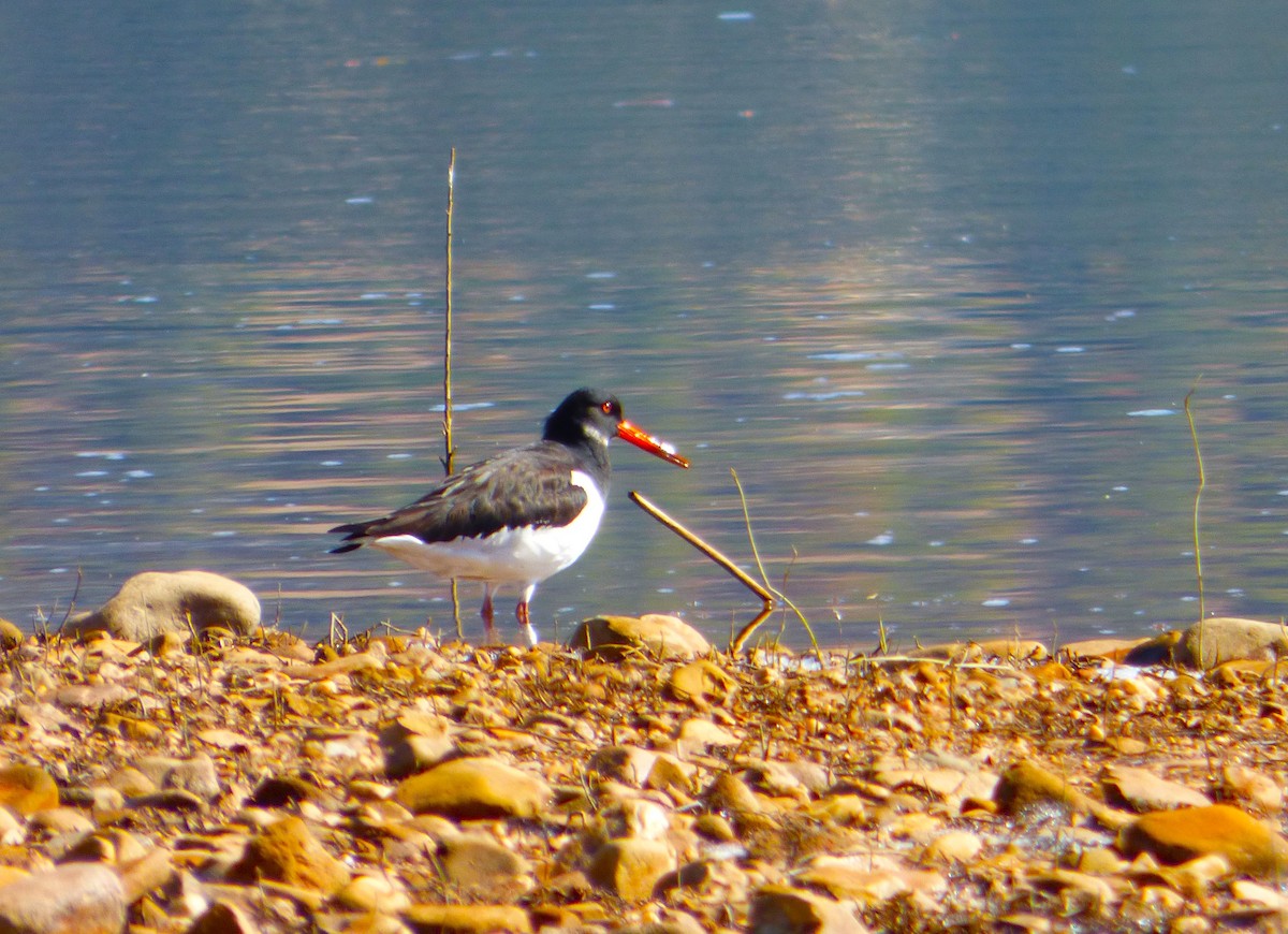Eurasian Oystercatcher - ML642702979