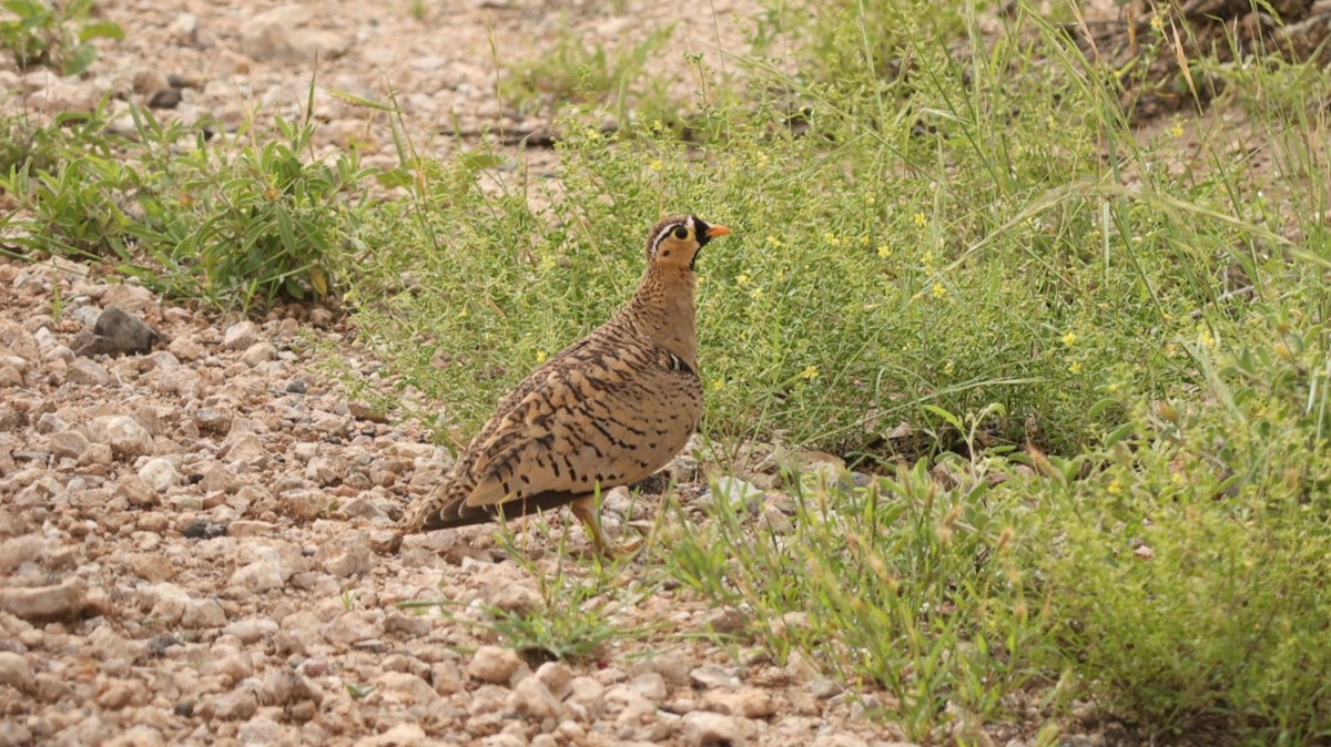 Black-faced Sandgrouse - ML642702982