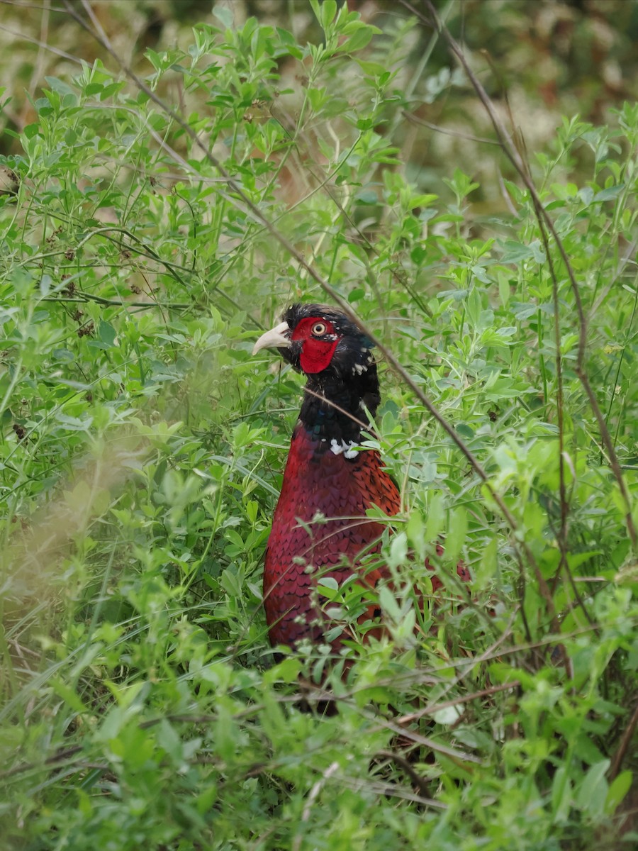 Ring-necked Pheasant - ML642702983