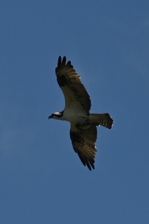 Osprey - ML642702994