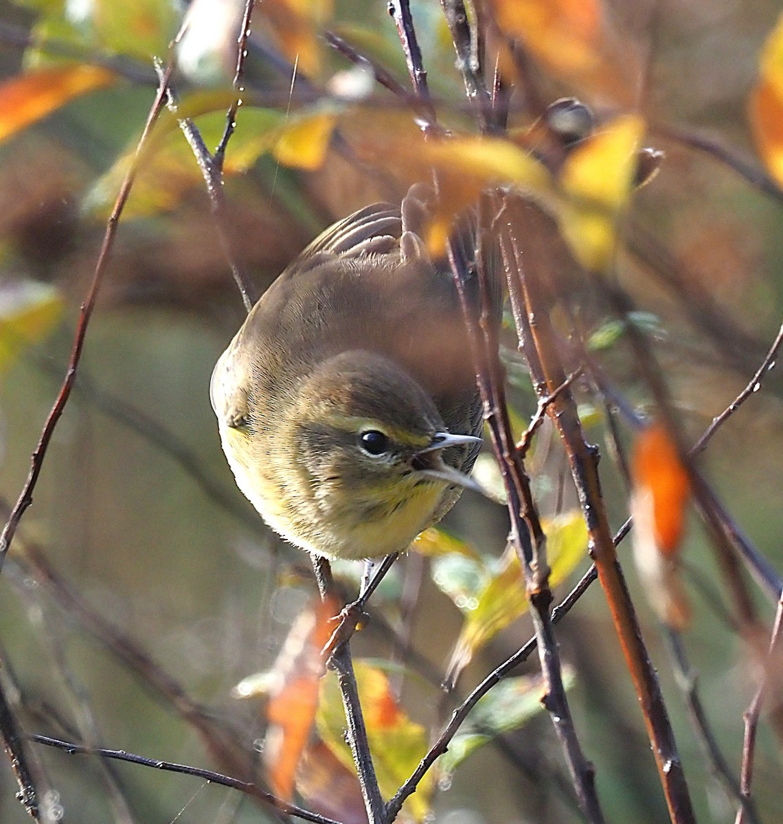 Palm Warbler (Yellow) - ML642703004