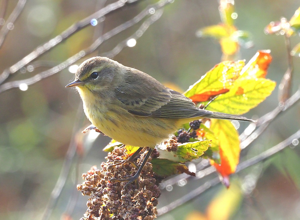 Palm Warbler (Yellow) - ML642703005