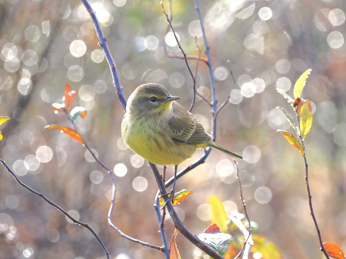 Palm Warbler (Yellow) - ML642703007