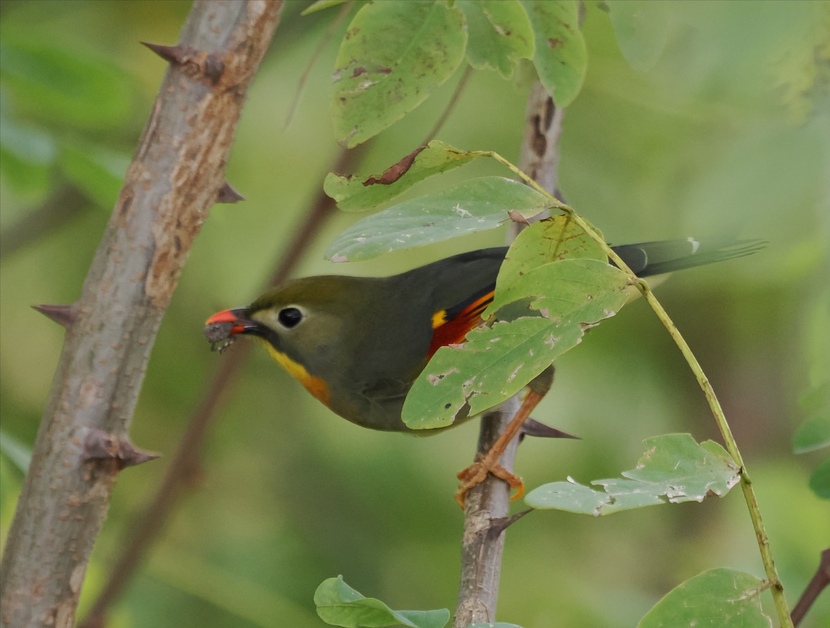 Red-billed Leiothrix - ML642703009