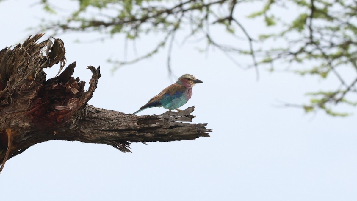 Lilac-breasted Roller - ML642703010