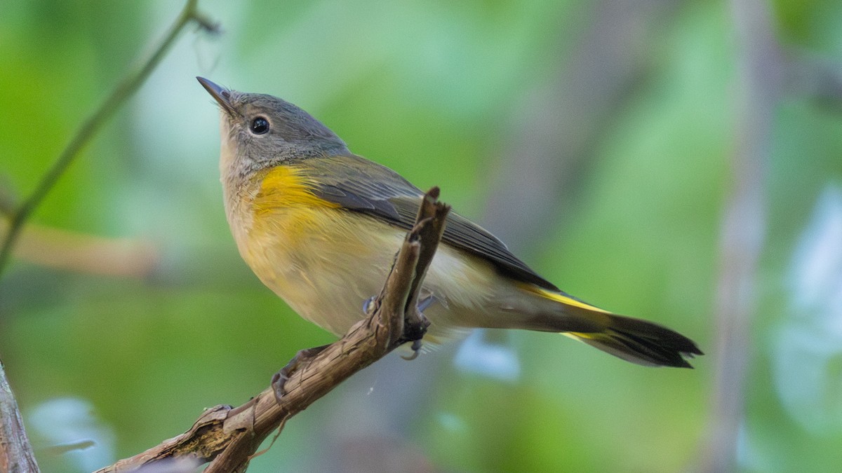 American Redstart - ML642703015