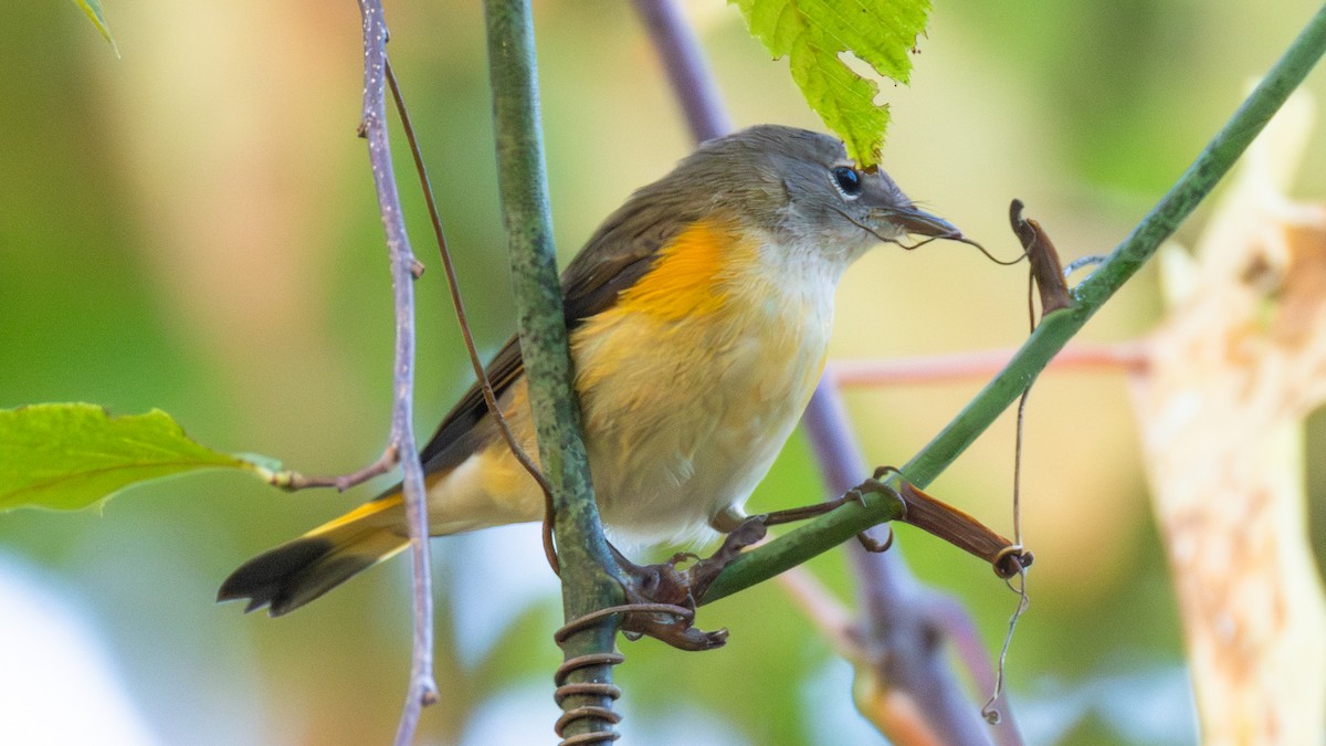 American Redstart - ML642703016