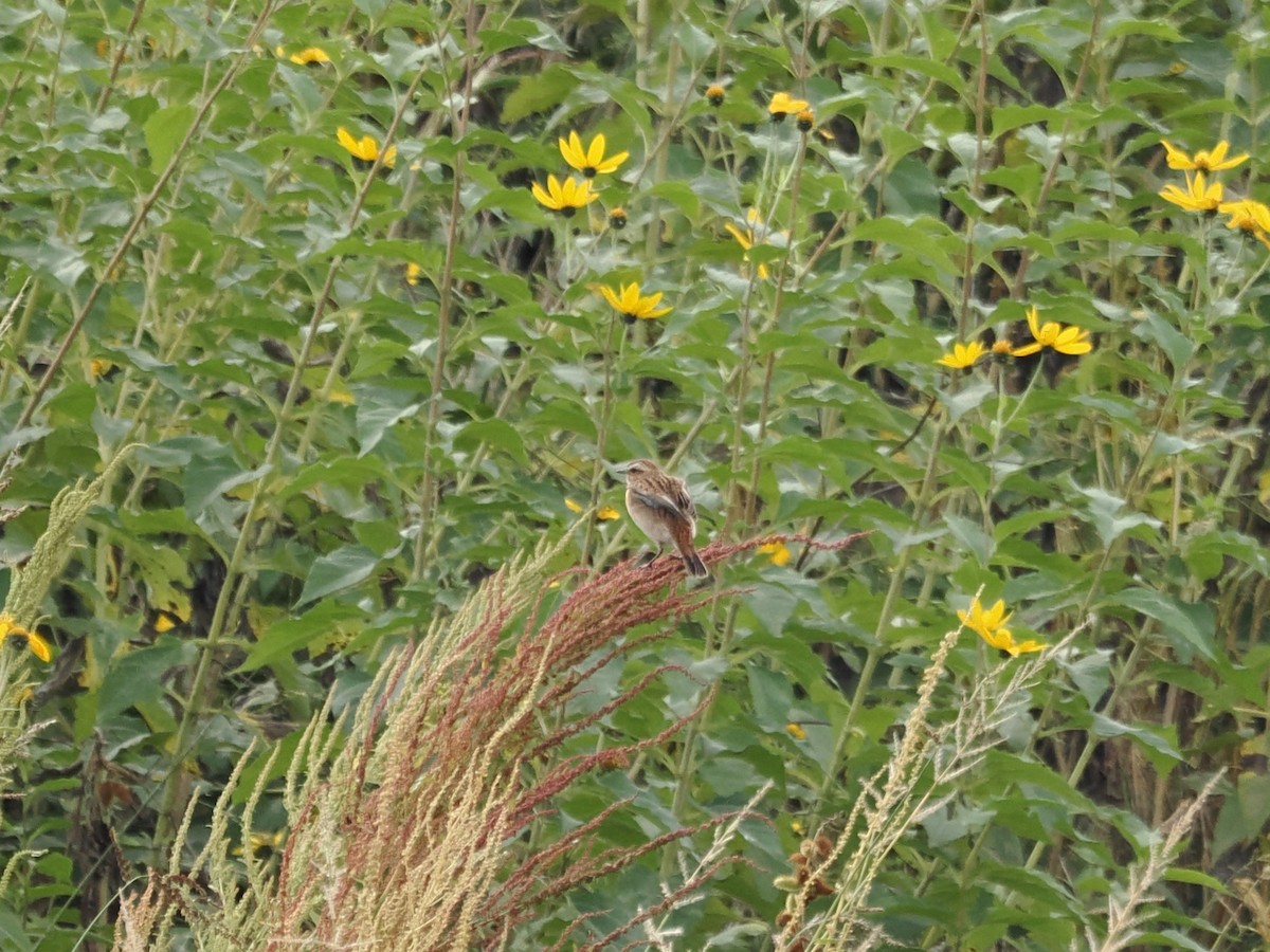Whinchat - ML642703017