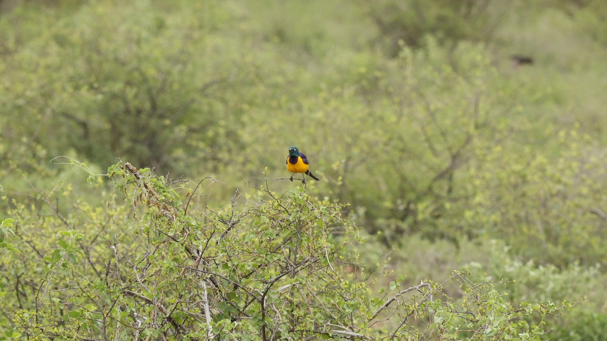 Golden-breasted Starling - ML642703018
