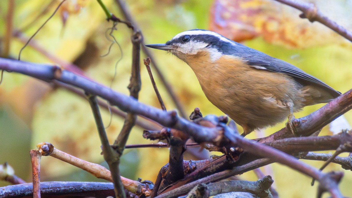 Red-breasted Nuthatch - ML642703019