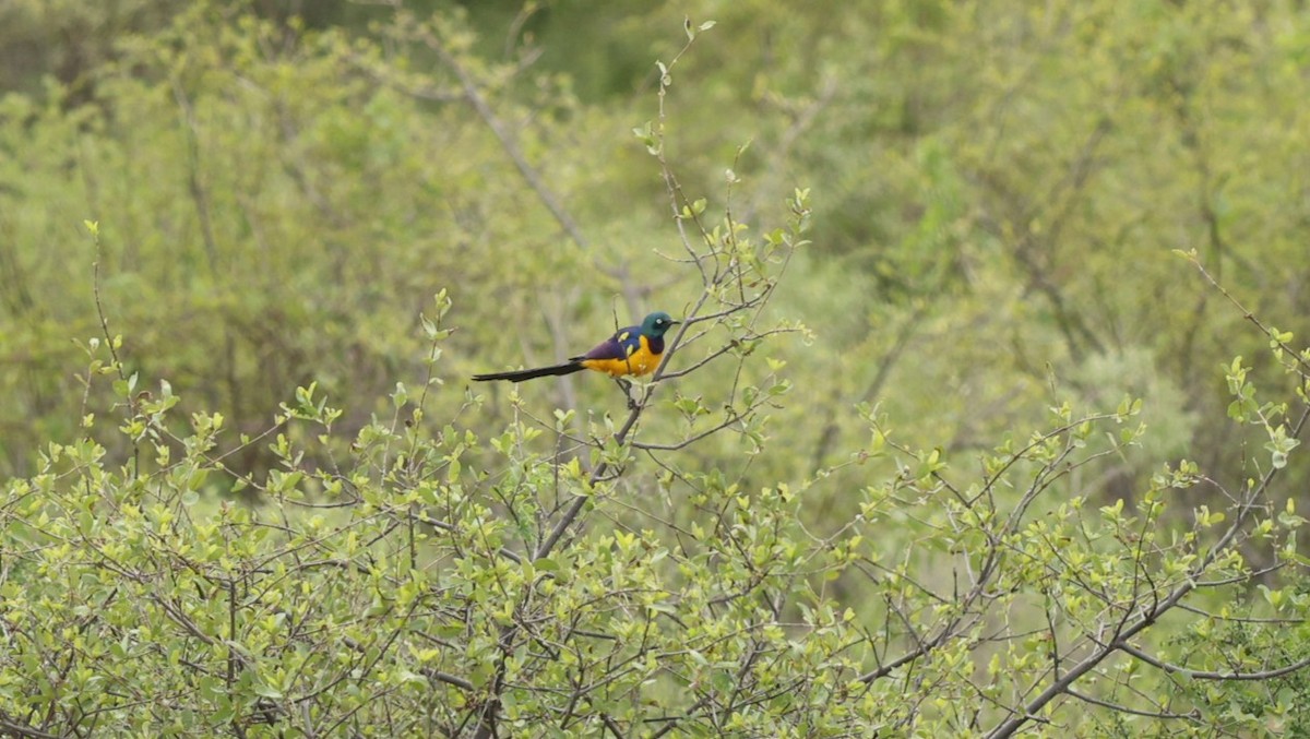 Golden-breasted Starling - ML642703021