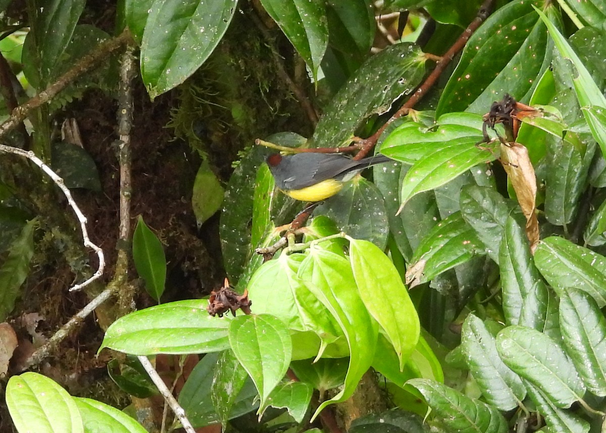 Slate-throated Redstart - ML642703022