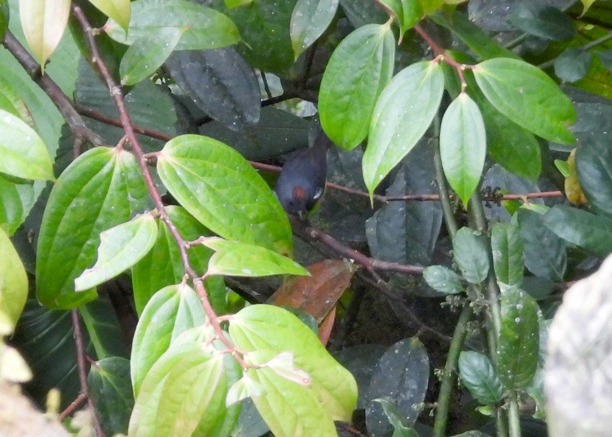 Slate-throated Redstart - ML642703023