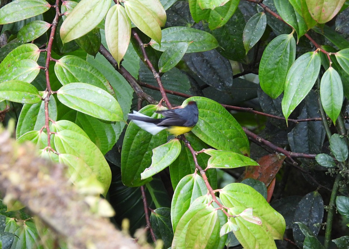 Slate-throated Redstart - ML642703024