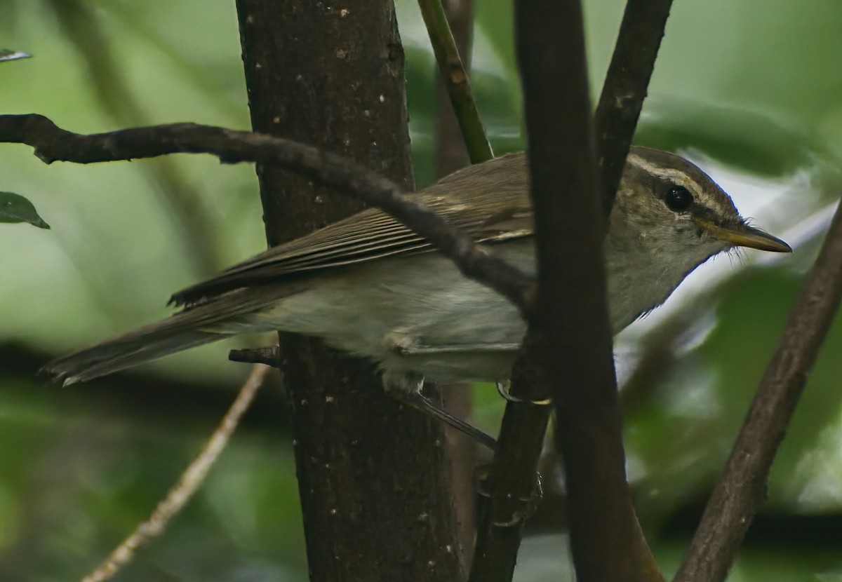 Large-billed Leaf Warbler - ML642703027