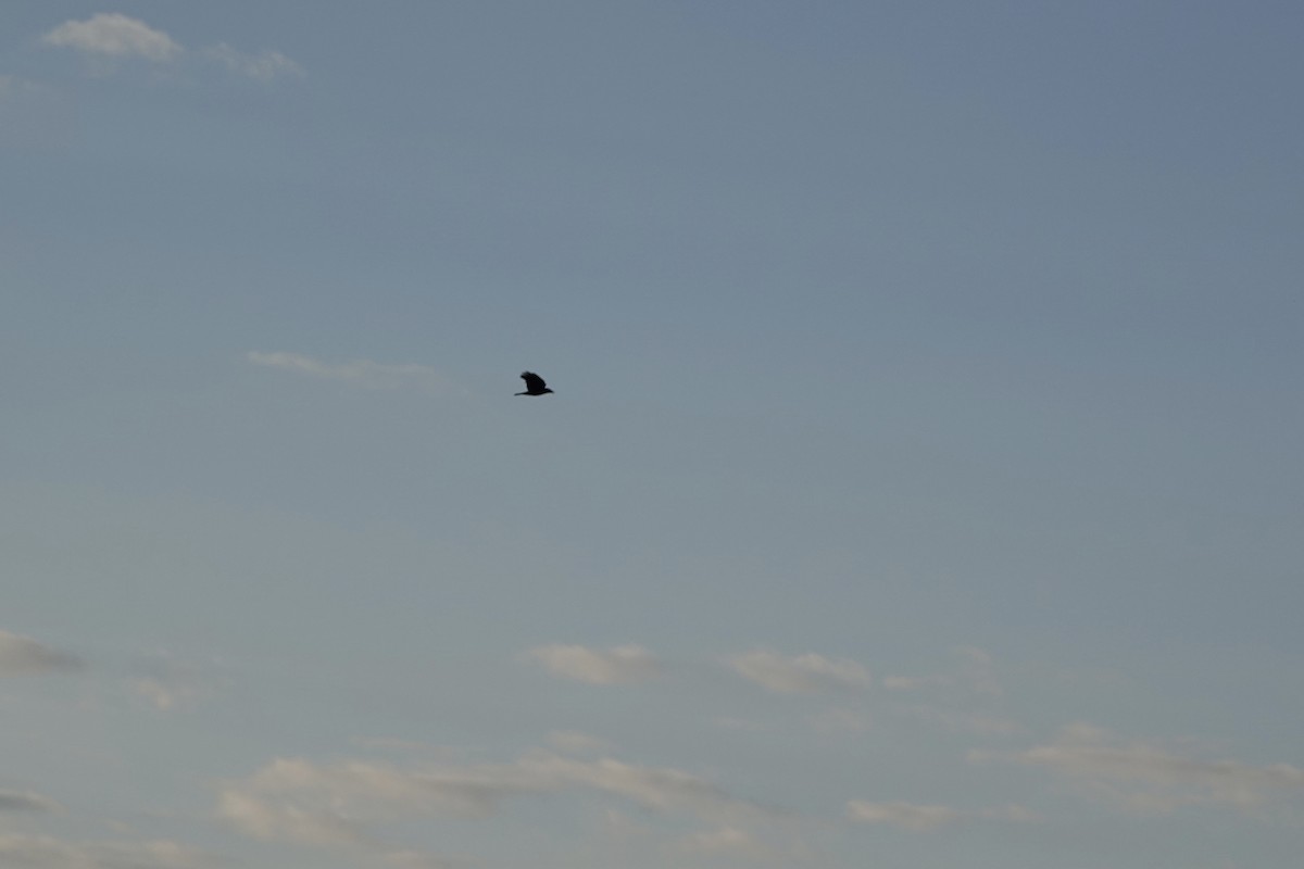 American Crow - ML642703028
