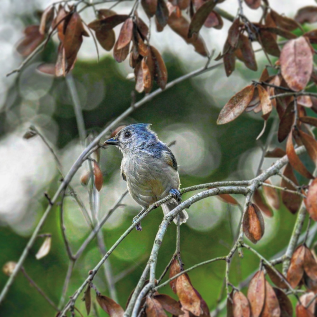 Tufted Titmouse - ML642703029