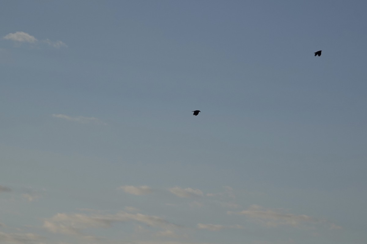American Crow - ML642703031