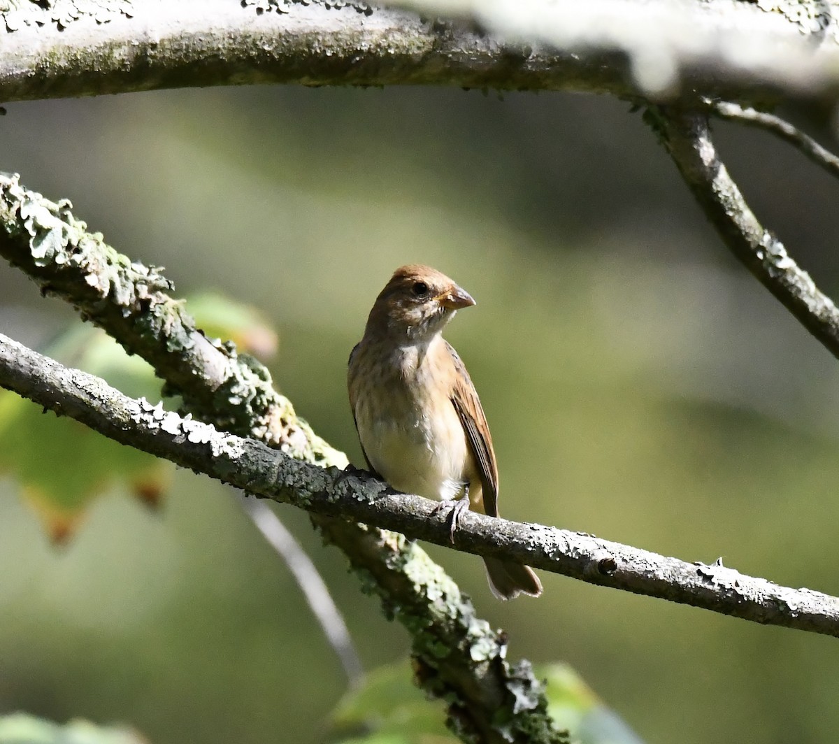 Indigo Bunting - ML642703032