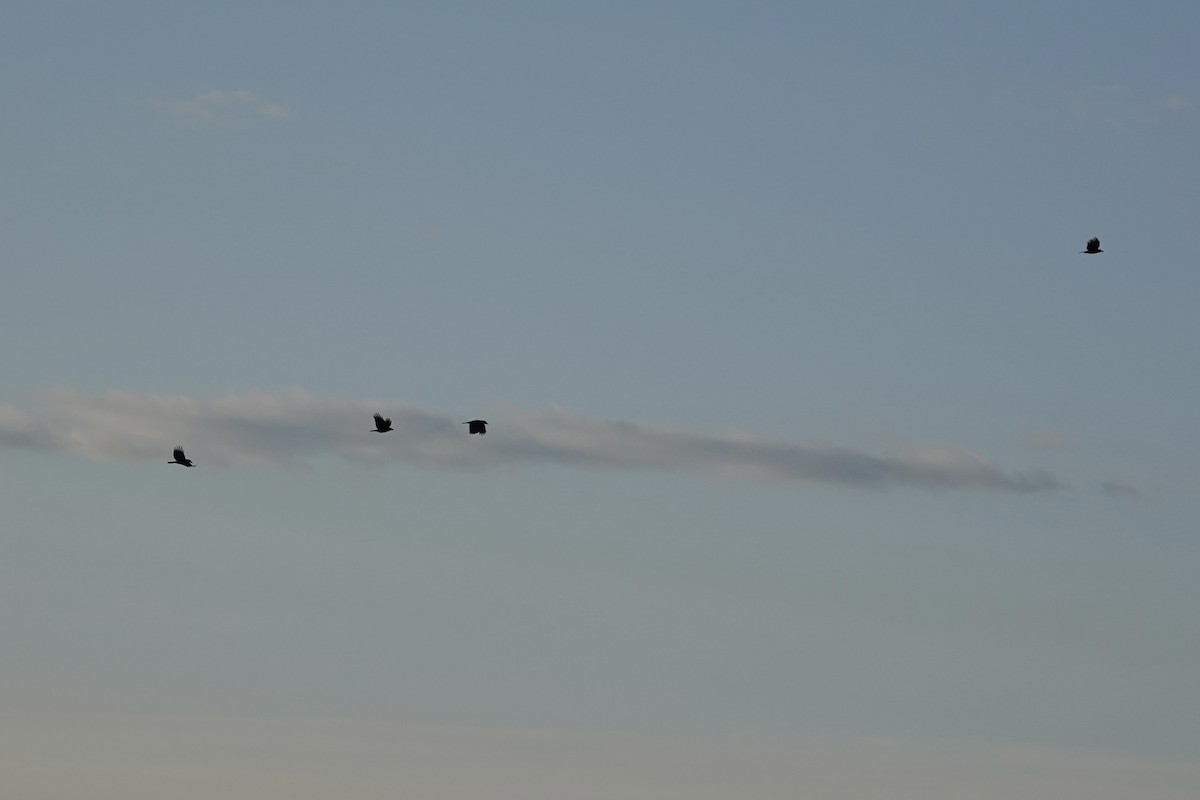American Crow - ML642703033