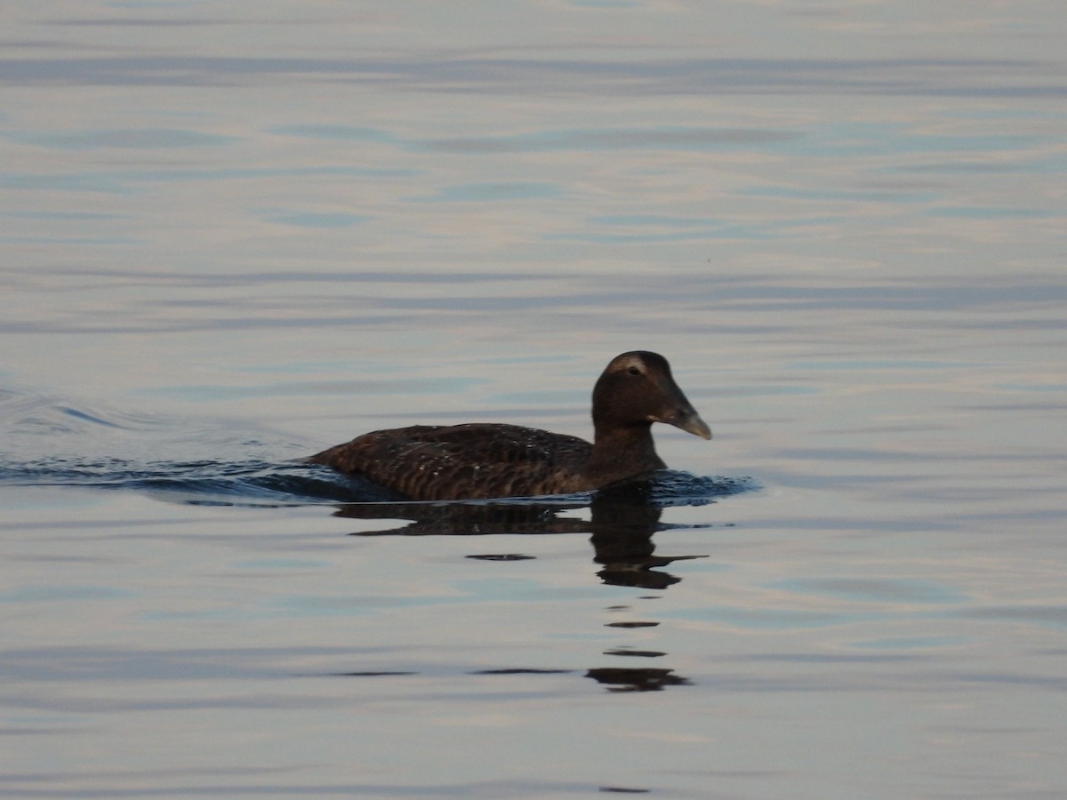 Common Eider - ML642703035