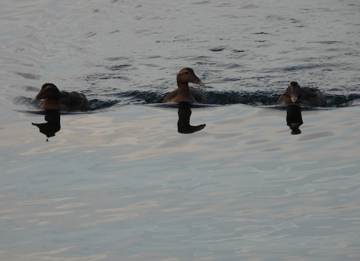 Common Eider - ML642703036