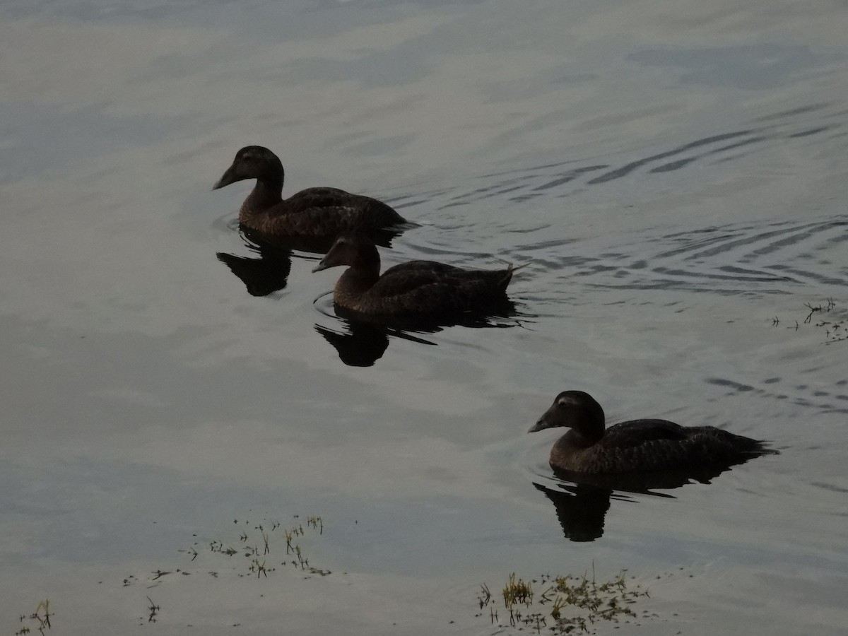 Common Eider - ML642703037