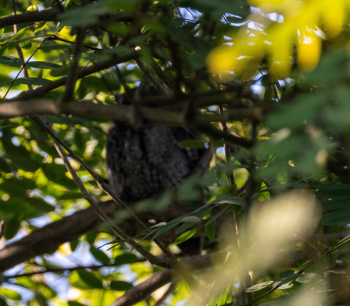 Flammulated Owl - ML642703041