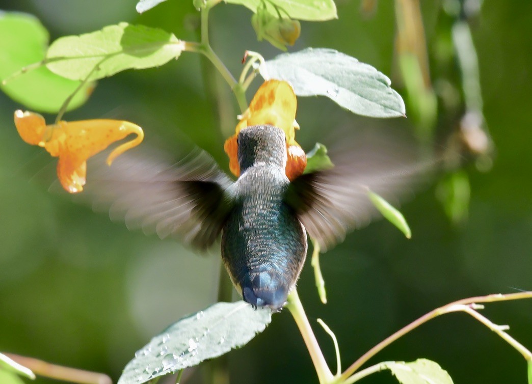 Ruby-throated Hummingbird - ML642703042