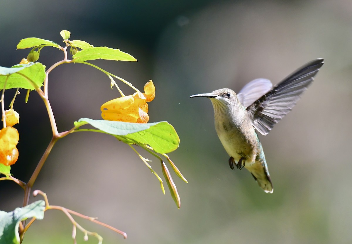 Ruby-throated Hummingbird - ML642703045