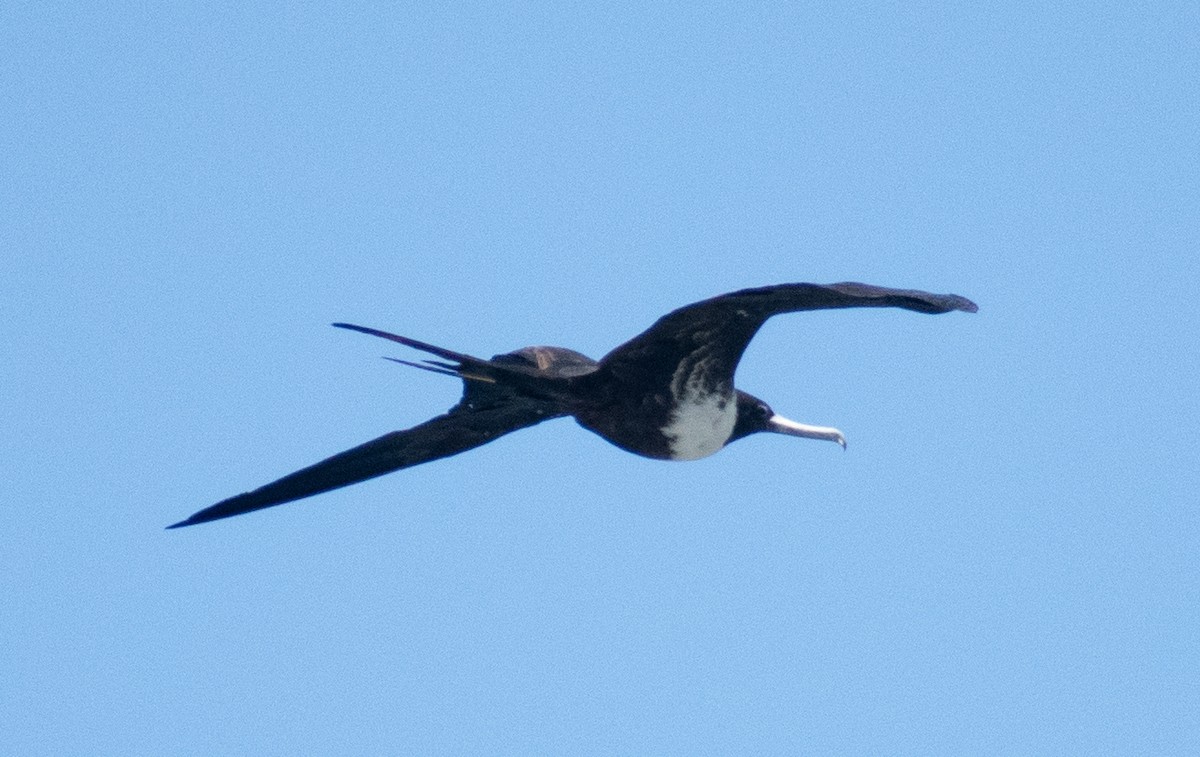 Magnificent Frigatebird - ML642703046